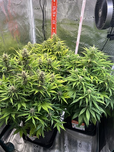 Growreport Bild 20