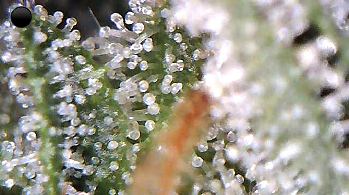 Growreport Bild 3