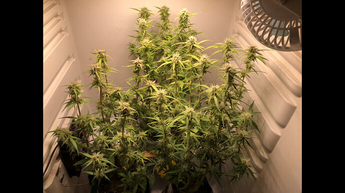 Growreport Bild 3