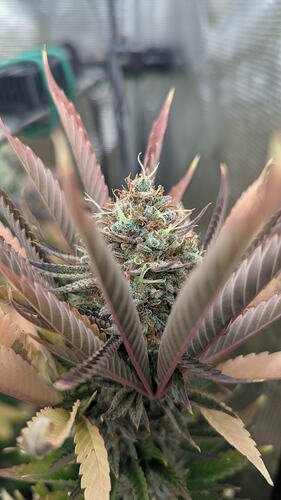 Nahaufnahme einer reifen Cannabis-Blüte mit violetten und grünen Blättern, die von Trichomen bedeckt ist.