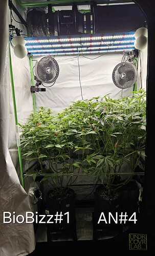 Growreport Bild 1
