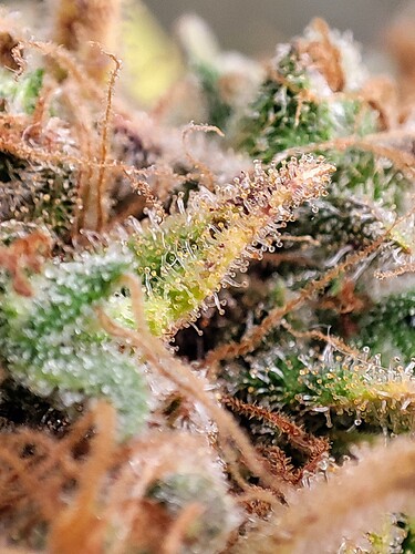 Growreport Bild 100