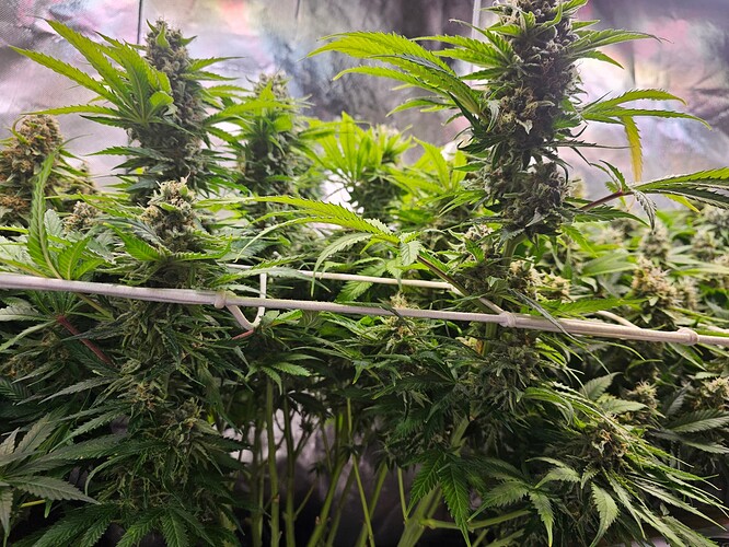 Growreport Bild 2
