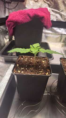 Growreport Bild 54
