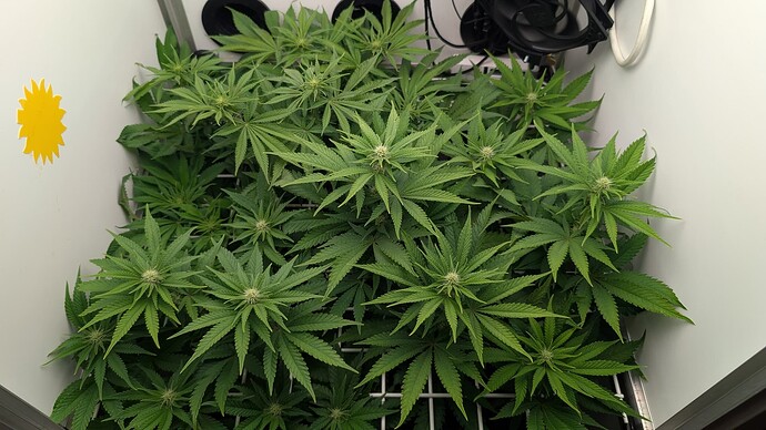 Growreport Bild 5