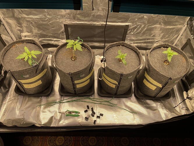 Vier junge Cannabispflanzen in Vlies-Töpfen, die in einer Growbox stehen. Jede Pflanze ist in einem separaten Topf mit einem Namensschild.
