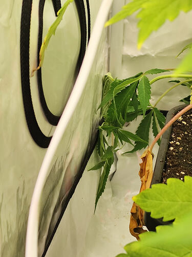 Growreport Bild 5