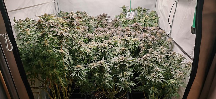 Growreport Bild 3
