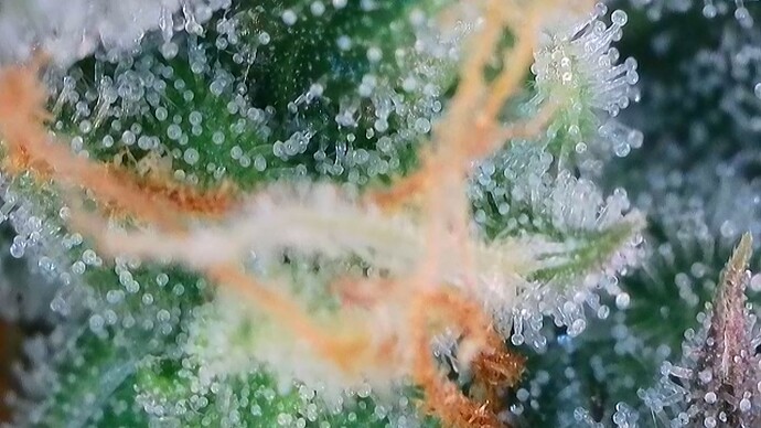 Growreport Bild 38