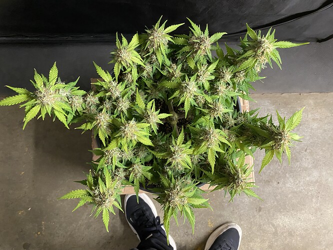 Growreport Bild 38