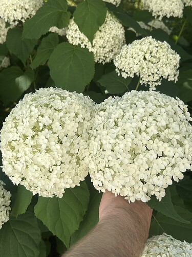 Growreport Bild 37