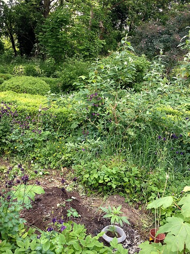 Eine junge Cannabispflanze in einem Topf, der in die Erde eingegraben ist, umgeben von einem Gartenbeet mit verschiedenen Pflanzen.