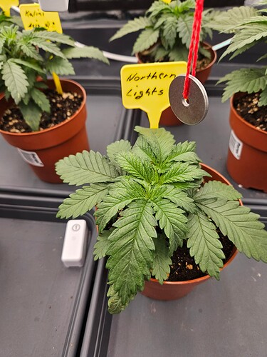 Growreport Bild 52