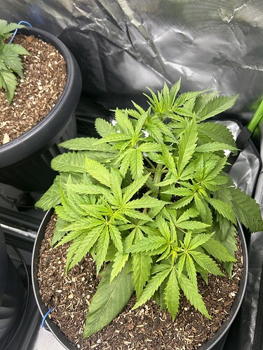 Growreport Bild 4