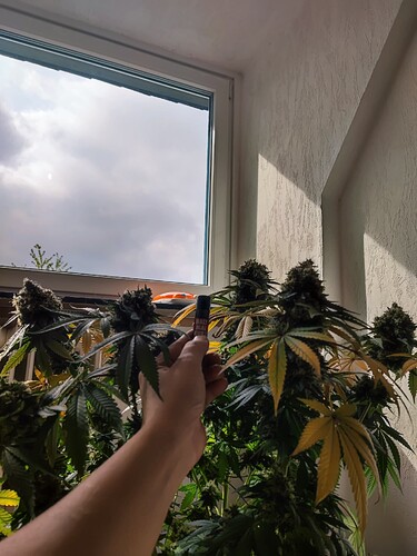 Growreport Bild 109