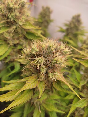 Growreport Bild 7