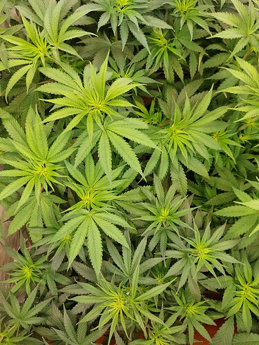 Growreport Bild 11