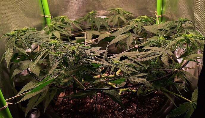 Growreport Bild 2