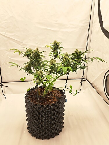 Growreport Bild 48