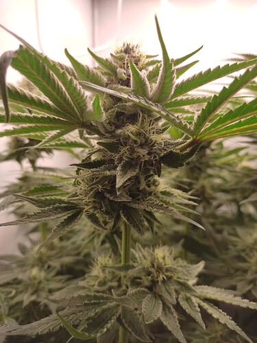Growreport Bild 15