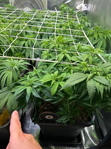 Growreport Bild 29