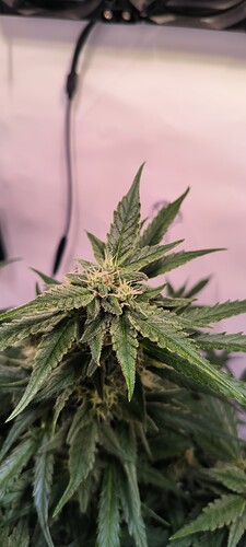 Growreport Bild 5