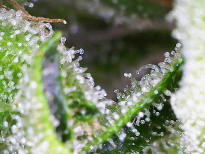 Growreport Bild 44