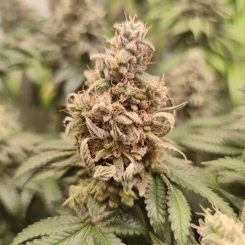 Growreport Bild 2