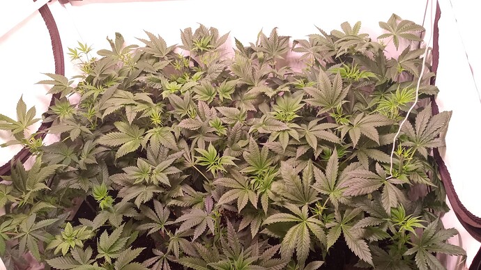 Growreport Bild 16