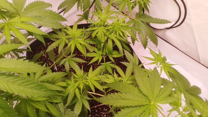 Growreport Bild 29