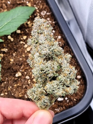 Growreport Bild 16