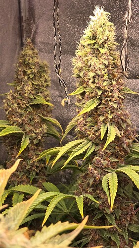 Growreport Bild 25