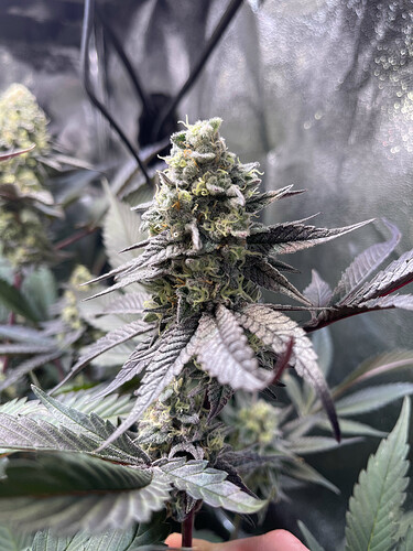 Growreport Bild 19