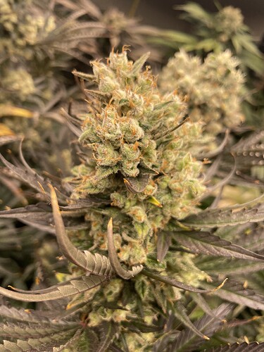 Growreport Bild 10