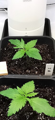 Growreport Bild 7