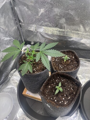 Growreport Bild 18