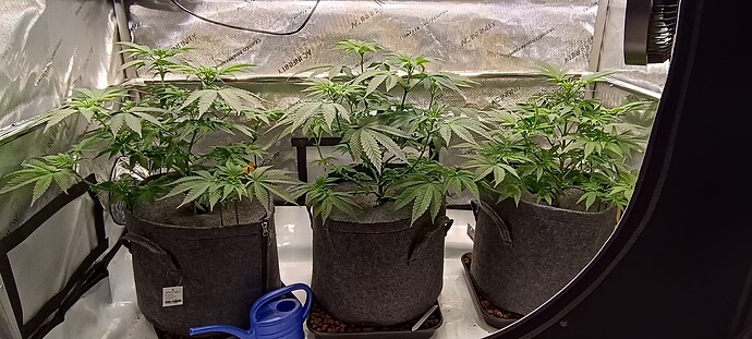 Growreport Bild 3