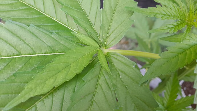 Growreport Bild 2