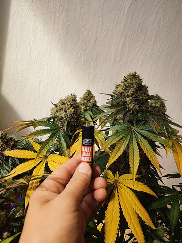 Growreport Bild 111