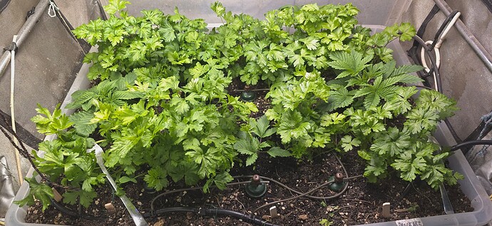 Growreport Bild 9