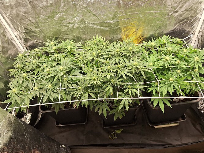 Growreport Bild 8