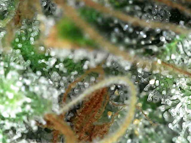 Growreport Bild 34