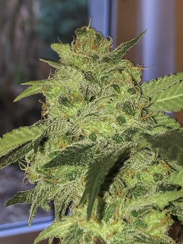 Growreport Bild 6
