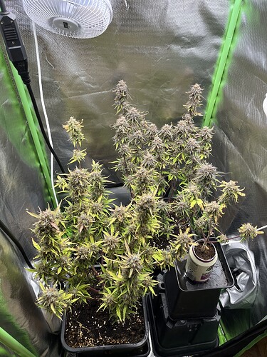 Growreport Bild 2