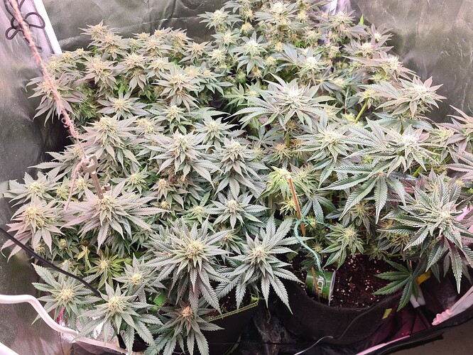 Growreport Bild 7