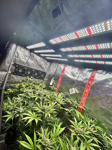 Blick in ein Growzelt mit mehreren blühenden Cannabispflanzen unter einer LED-Beleuchtung.