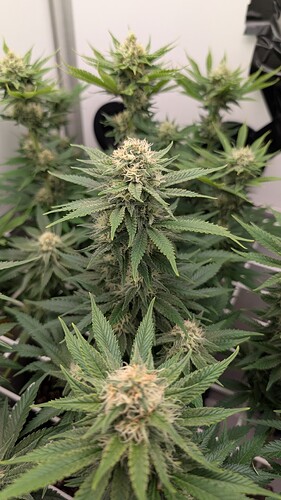 Growreport Bild 34
