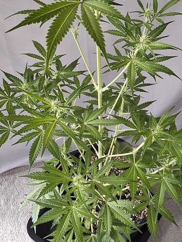 Growreport Bild 169