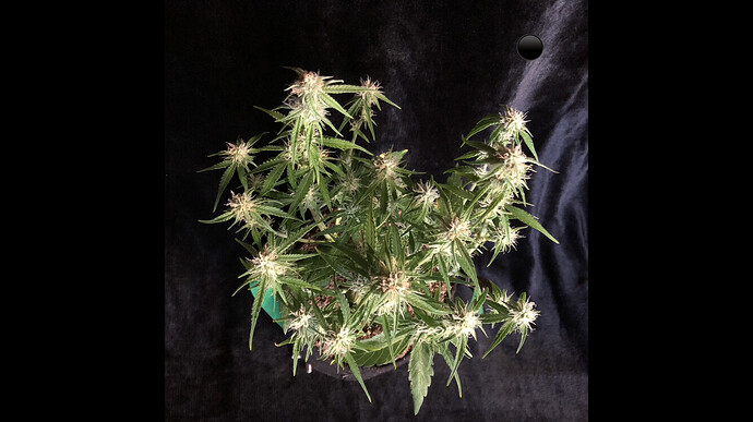 Growreport Bild 13