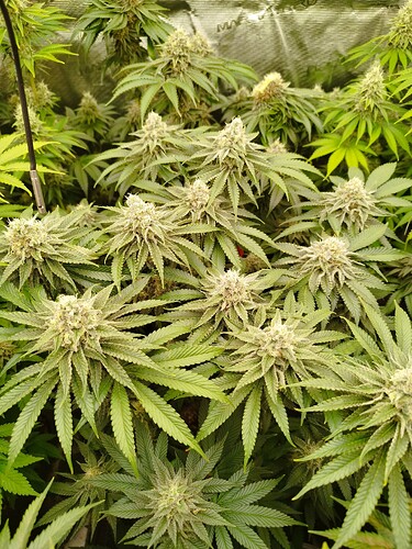 Growreport Bild 11